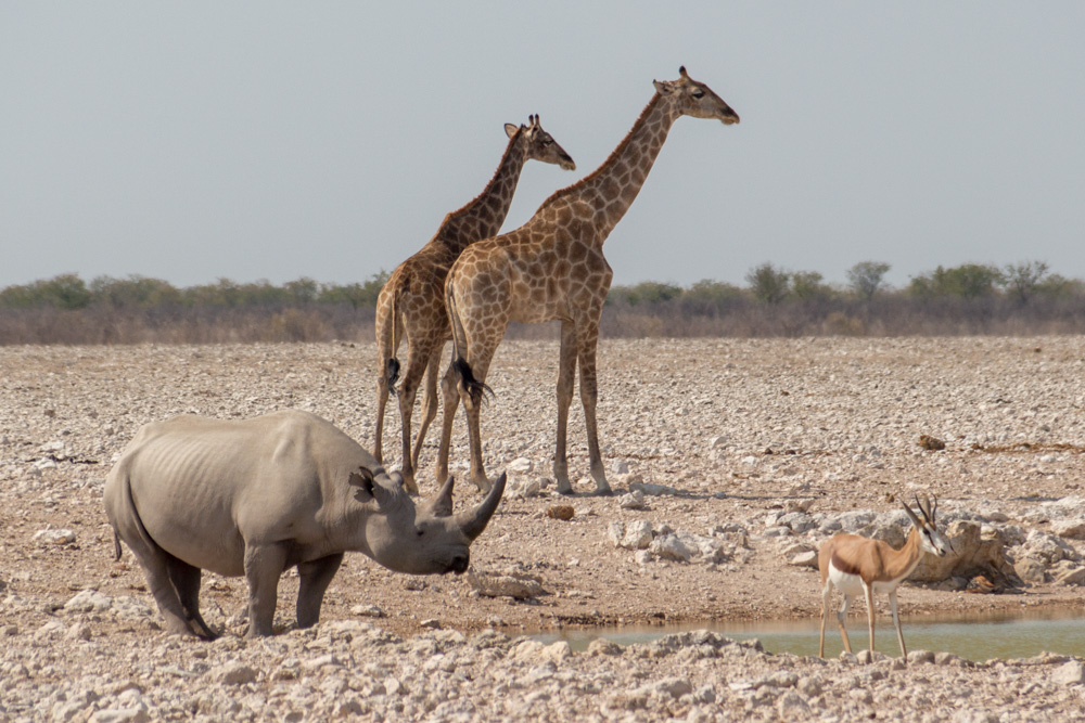 rhino, giraffe, and springbok @ Gemsbokvlakte waterhole