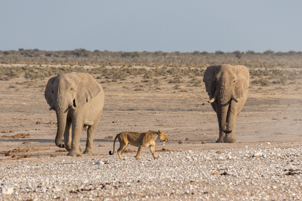 two elephants and a lioness