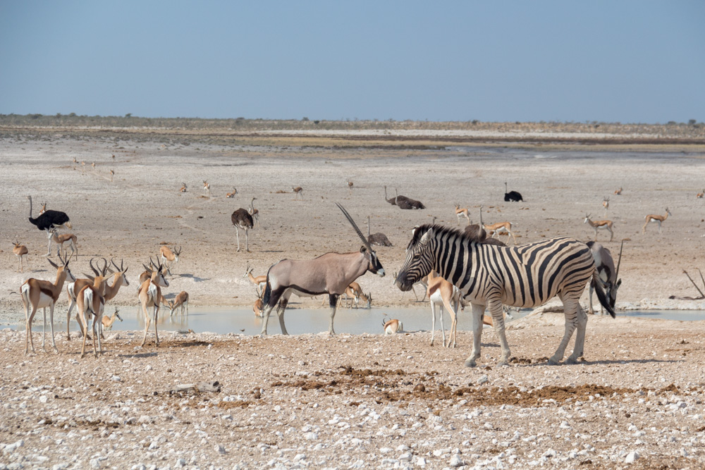 zebra and oryx @ Nebrowni waterhole