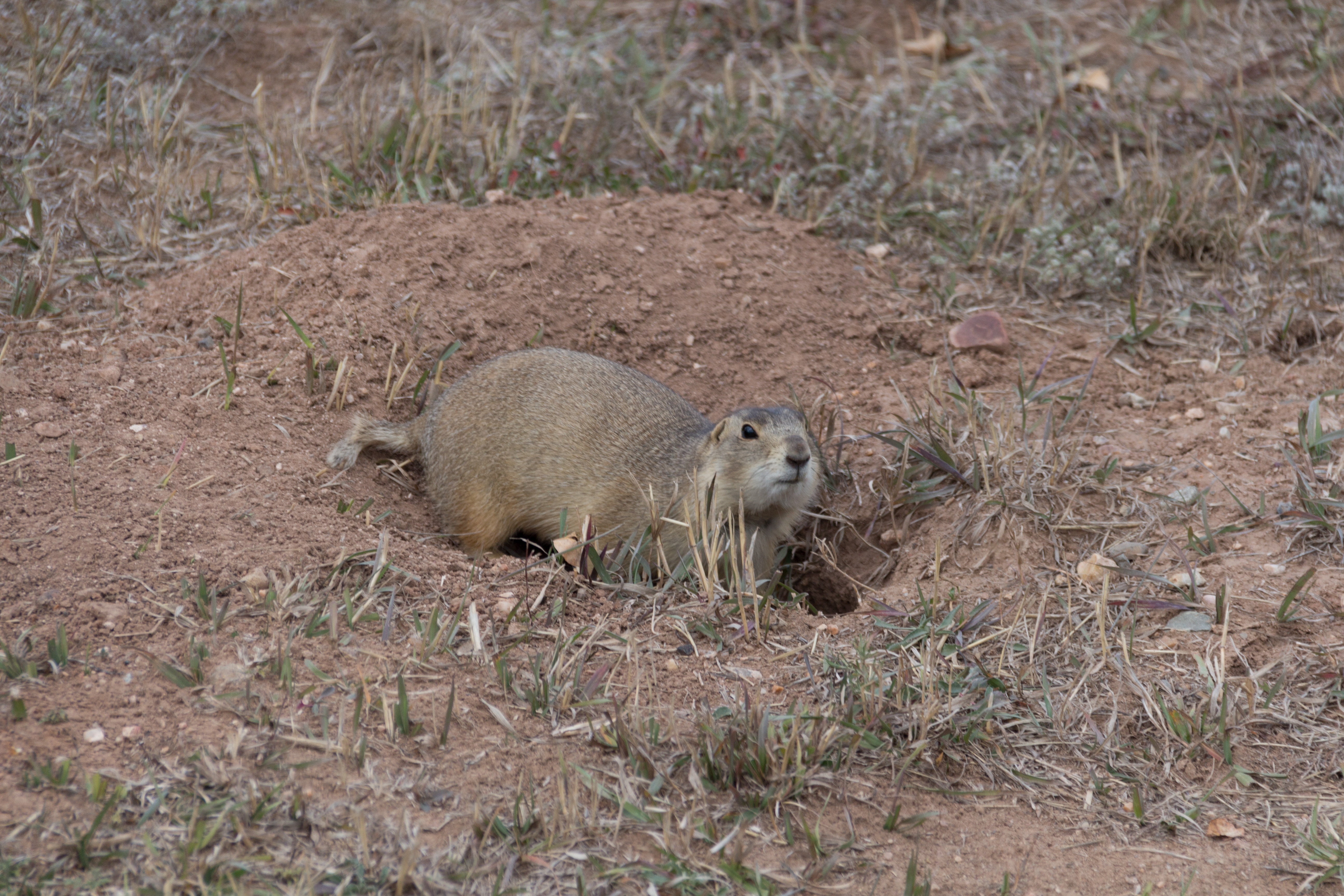 prairie dog (who ran in front of our car - twice!)