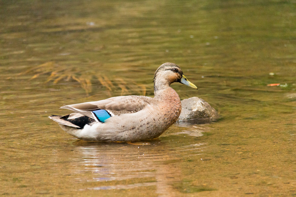 colorful ducks