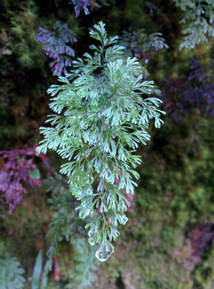 dripping ferns