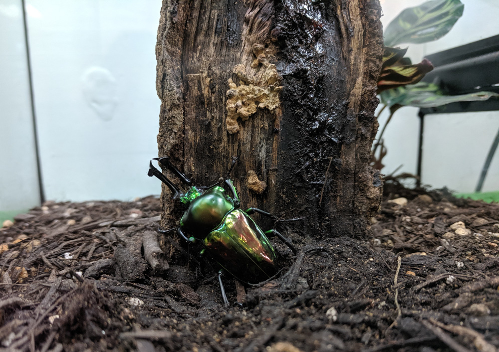Minoh Park Insectarium beetle