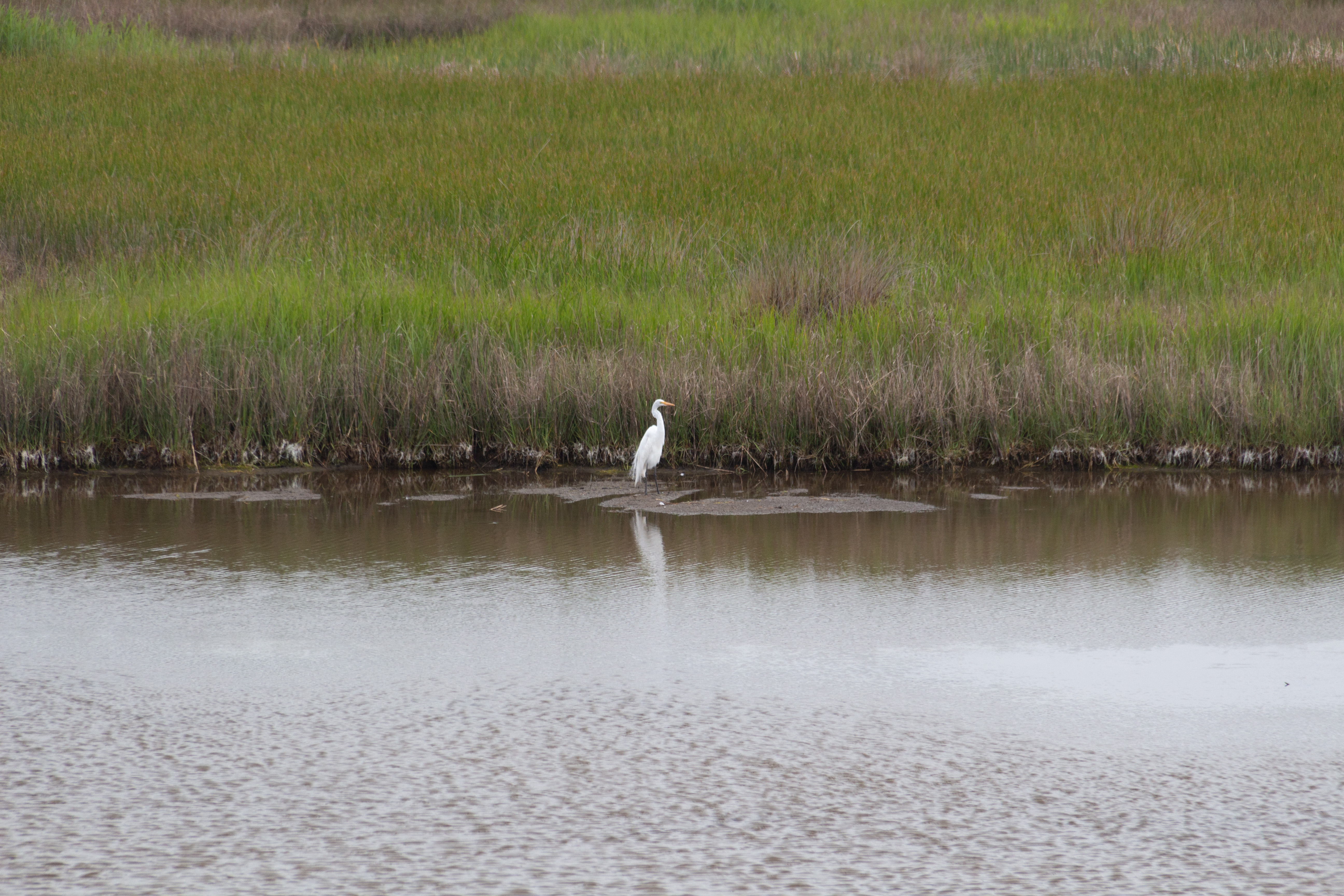egret in the distance