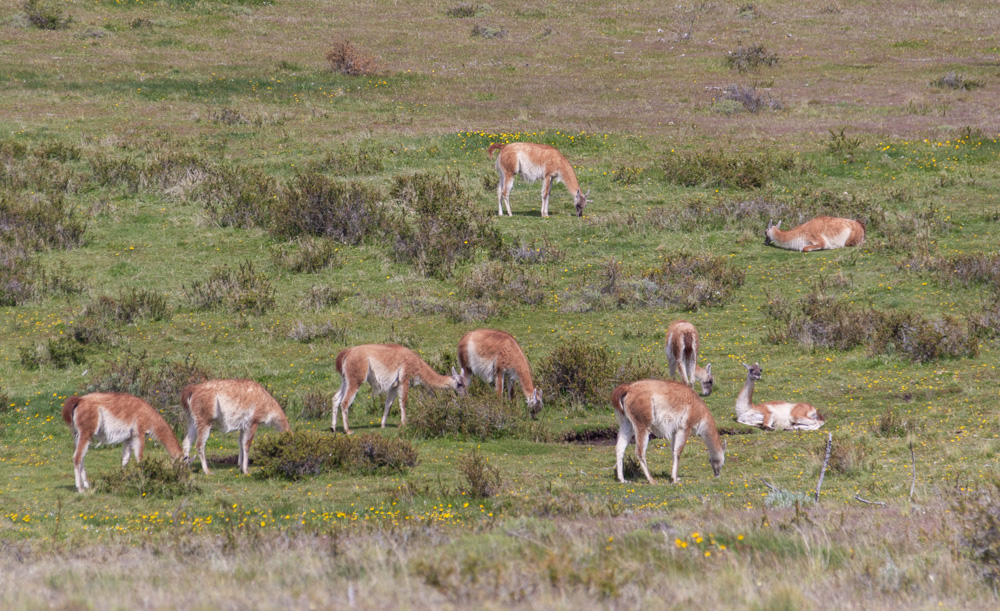 more guanacos!