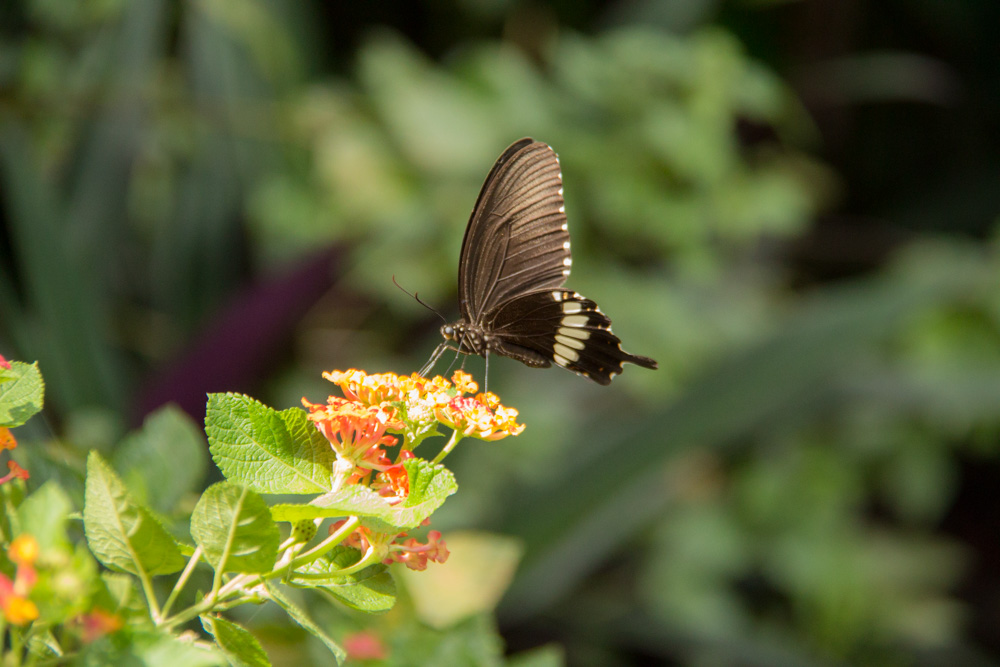 butterfly @ Tropical Spice Garden