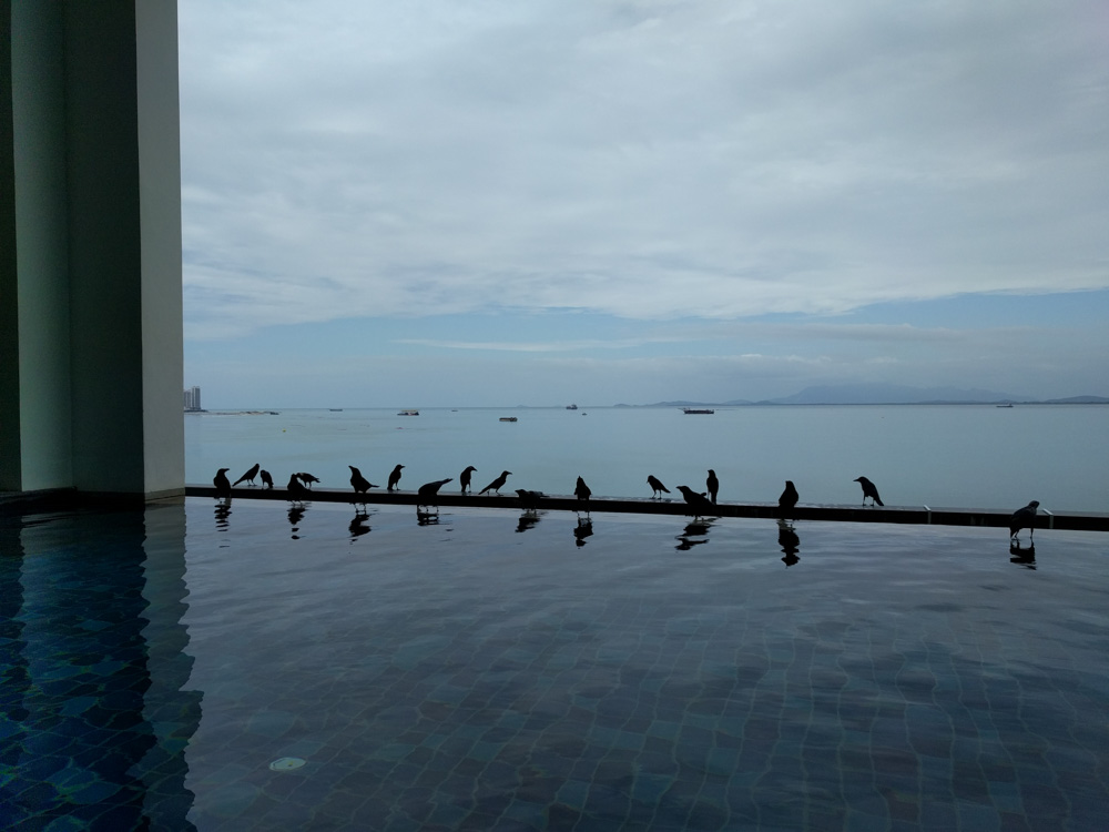crows hanging out by the pool