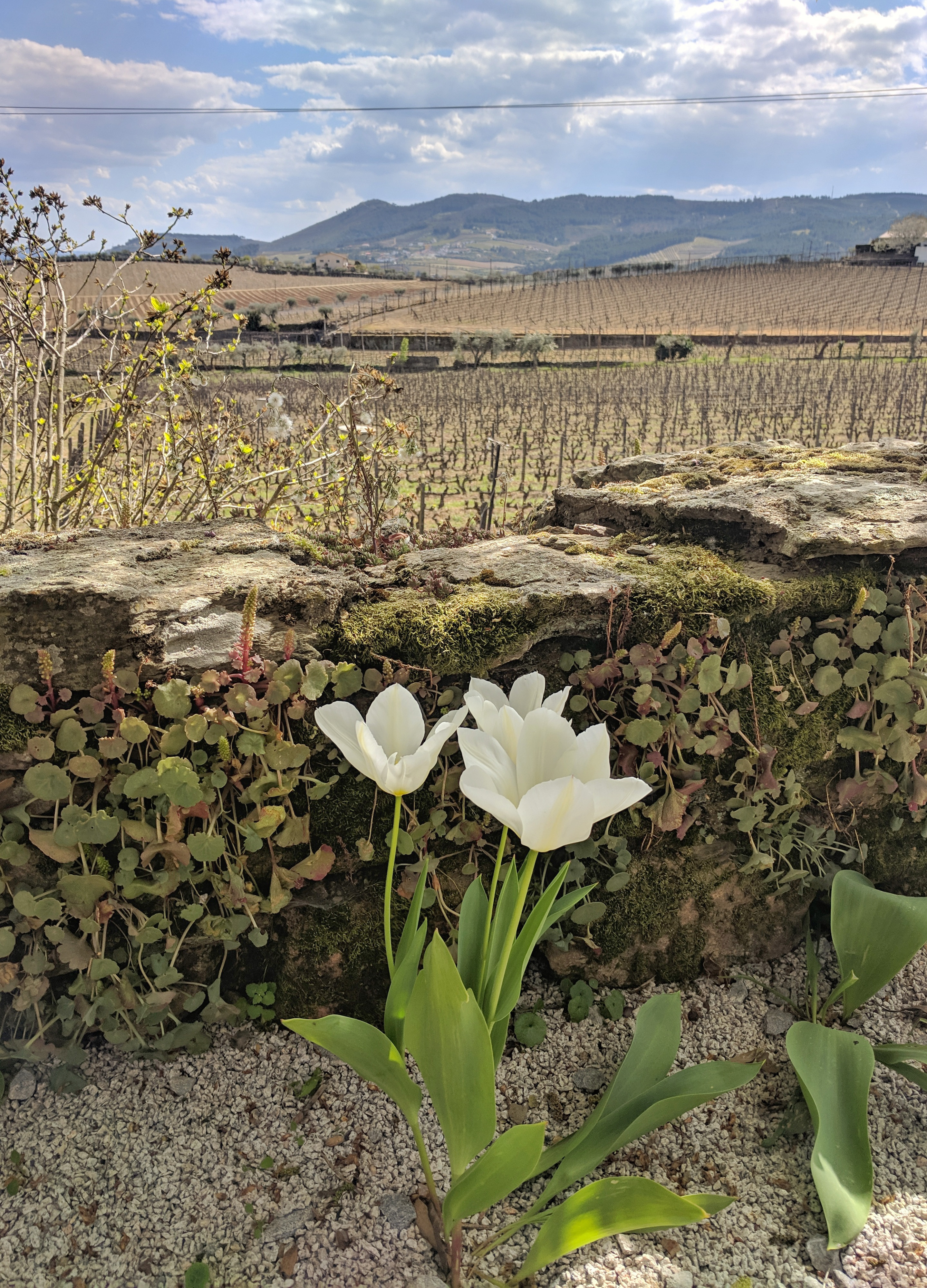 tulips in the Duoro Valley