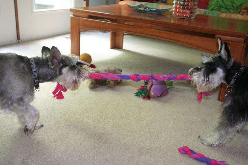 playing