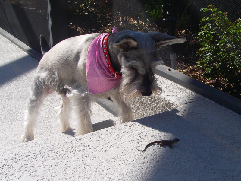 Riesling discovers a lizard on the lanai