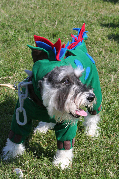 a dragon schnauzer