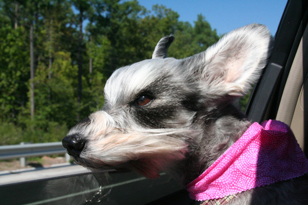 Riesling on the way to the park