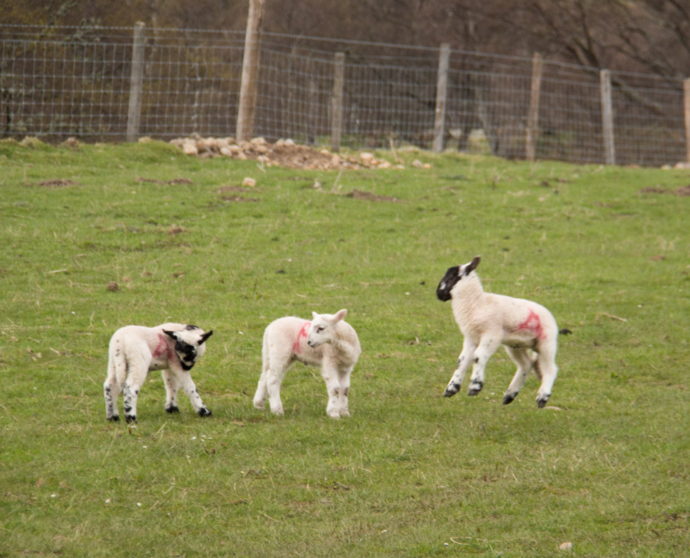 lambs at play