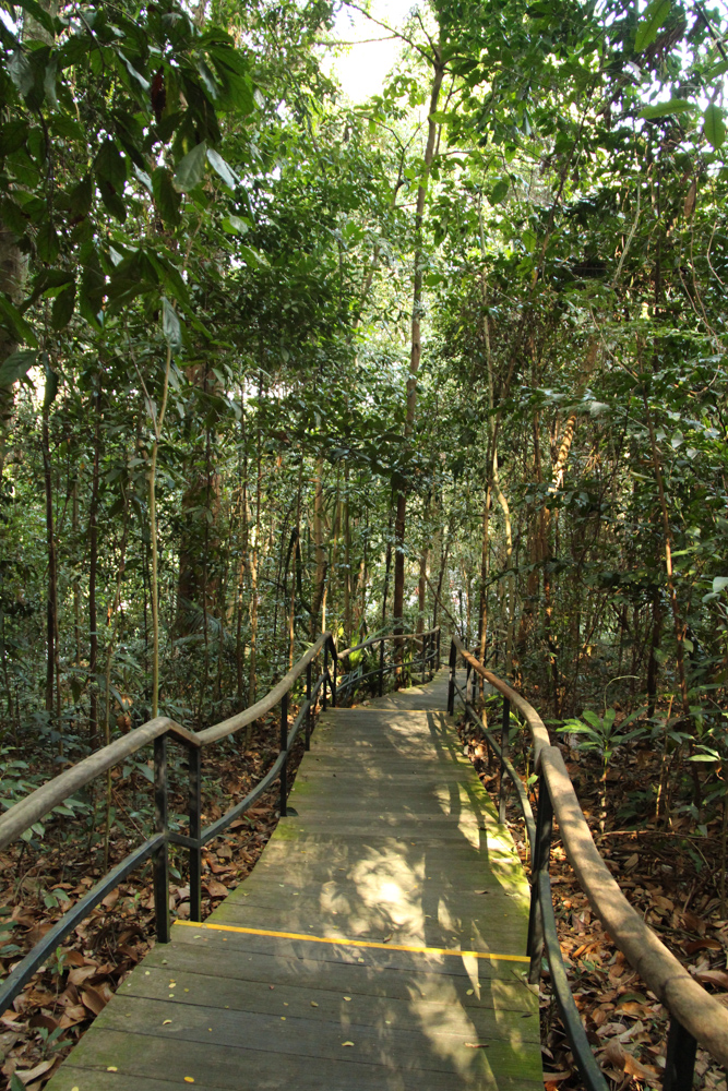 rainforest walk