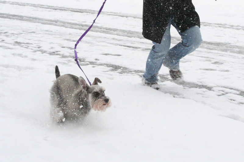 Riesling racing through the snow
