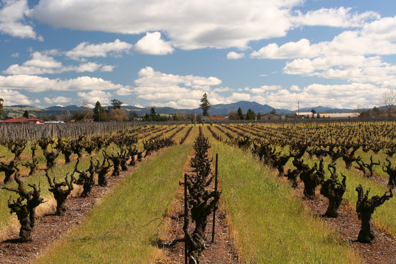 old Zinfandel vines