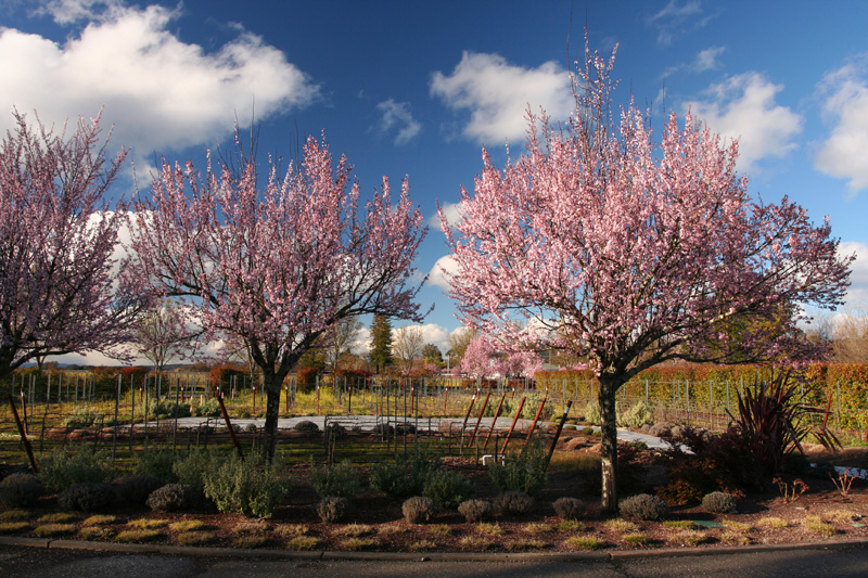 trees in bloom by J Vineyards