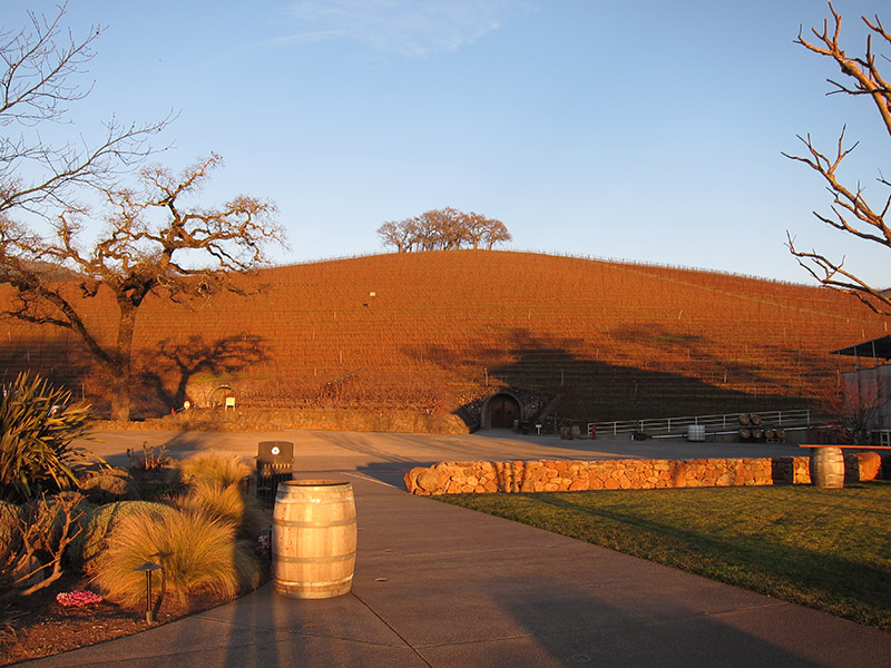 vineyards at sunset