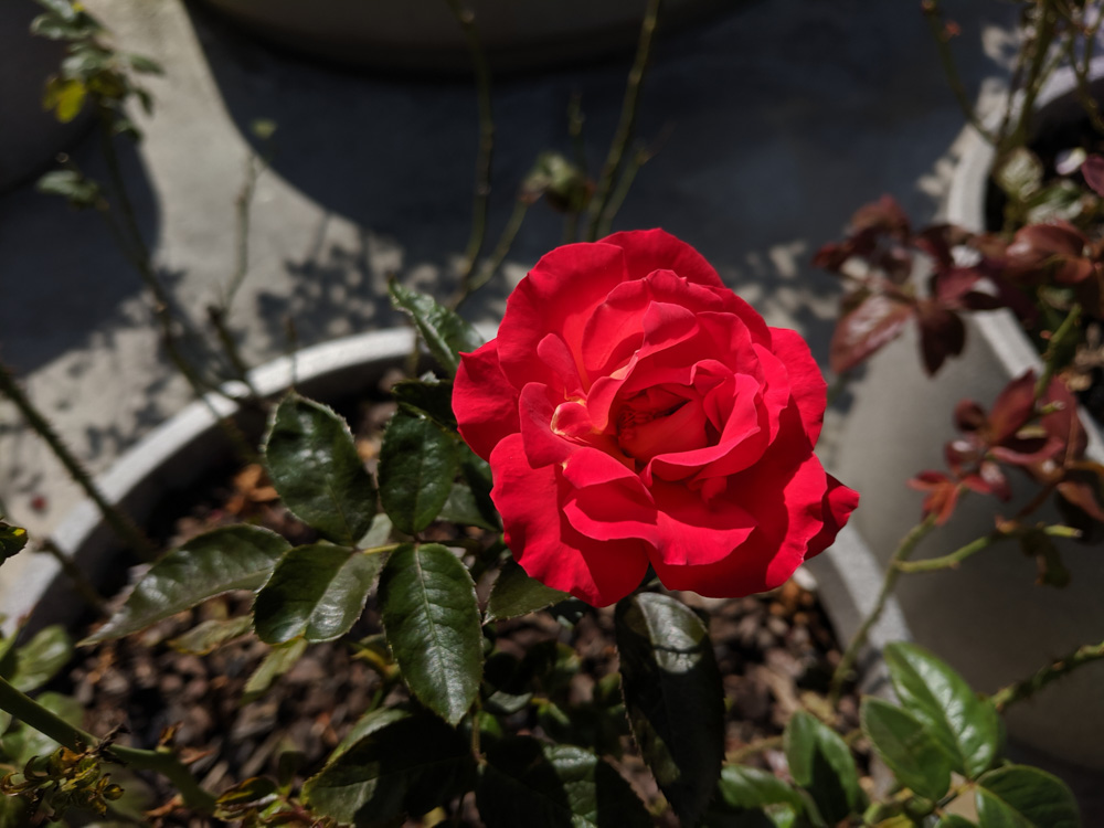 Seouljo rose