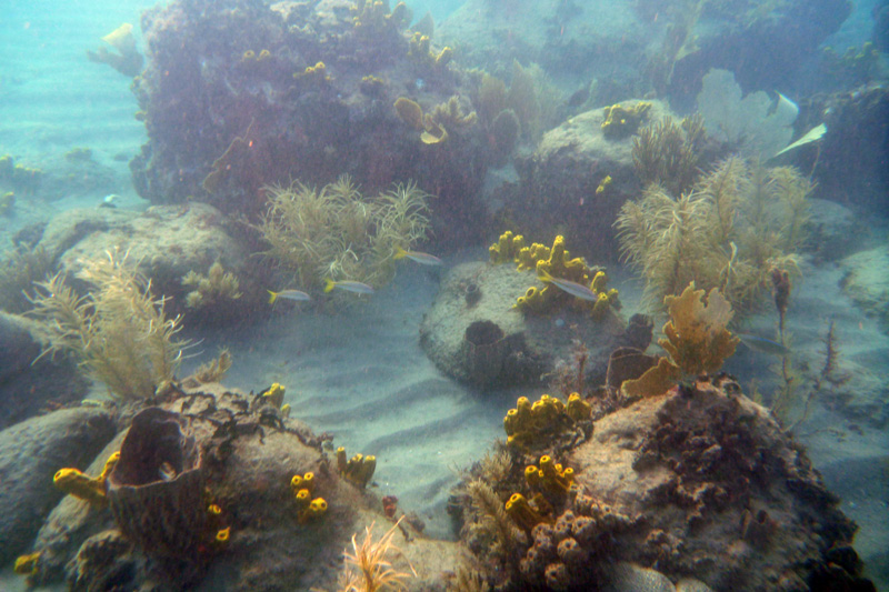 snorkeling scene