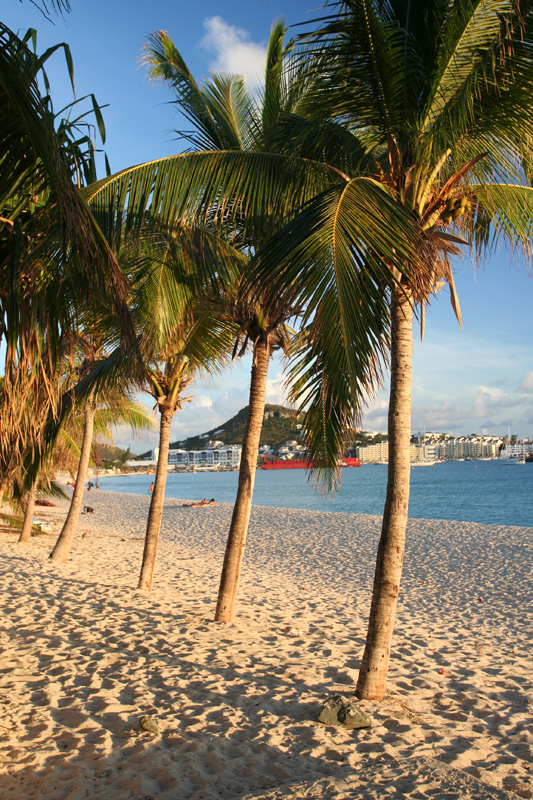 palm trees at sunset