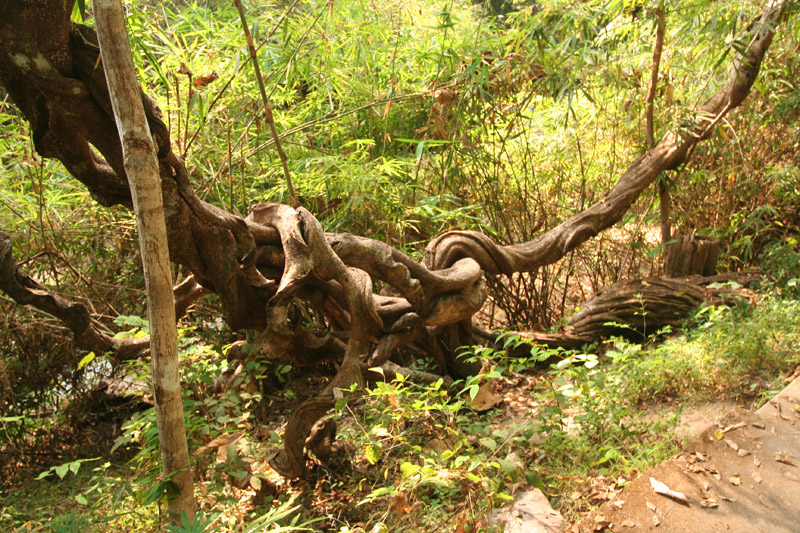a twisty vine