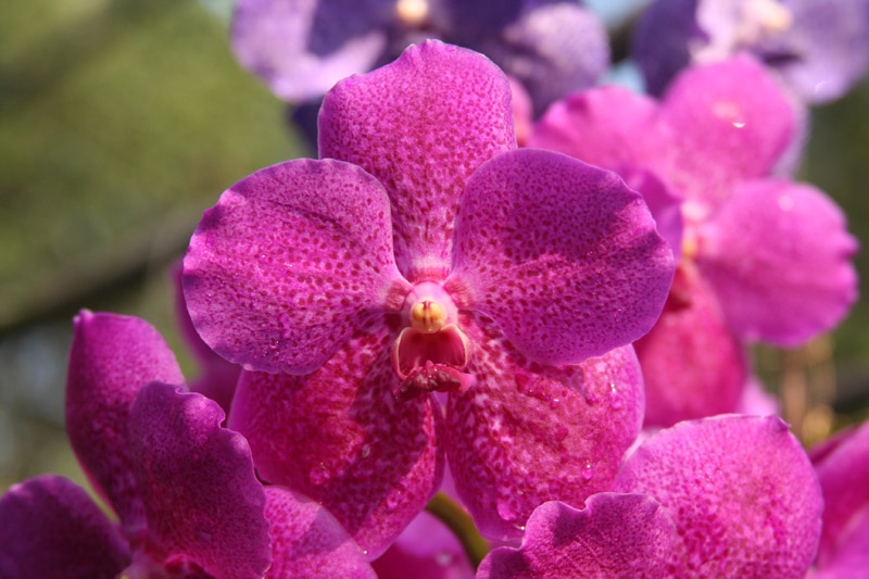 hot pink orchids