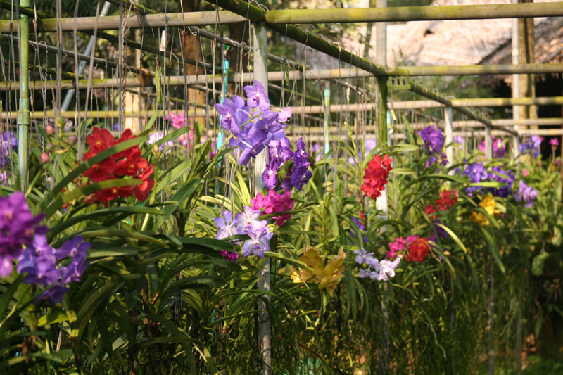 Orchid Farm