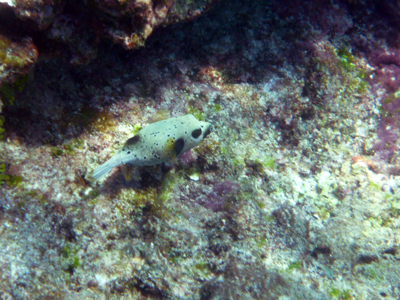 pufferfish!