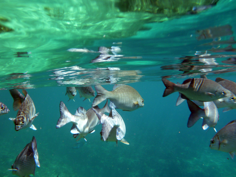 schooling fish