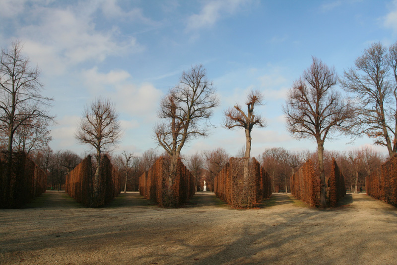 rows of trees