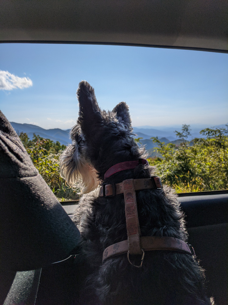 Pasha enjoying the view