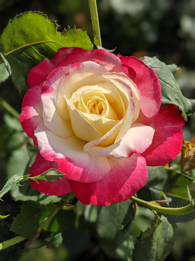 International Rose Test Garden