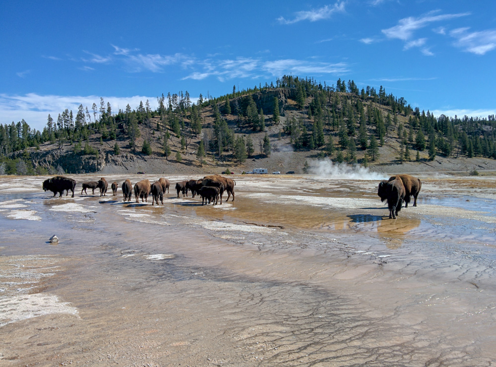 a herd of bison