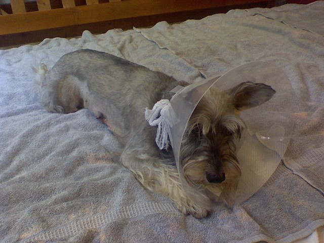 a very beat-up schnauzer