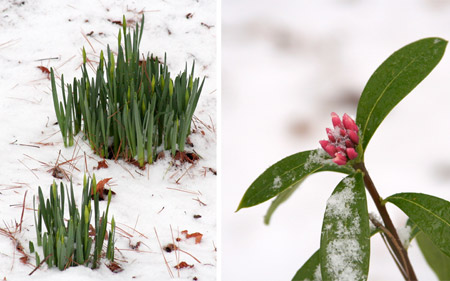 wintery flowers