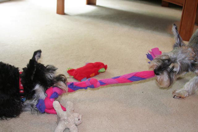 playing tug of war