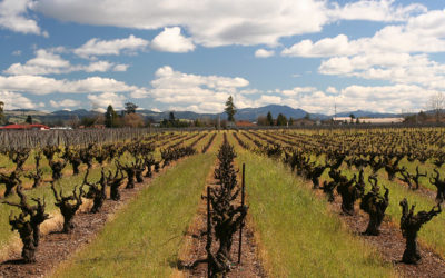 wine tasting in Russian River Valley, CA