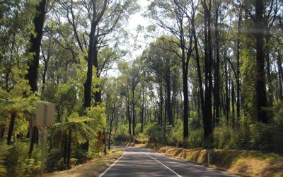 Asia/Australia 2013: Yarra Valley hikes & sights