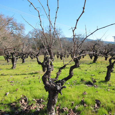 Asia/Australia 2013: Sonoma wine tasting