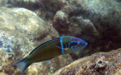 Summer Euro 2013: Lanzarote underwater