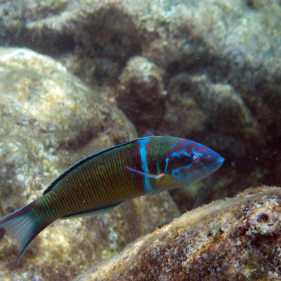 Summer Euro 2013: Lanzarote underwater