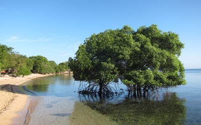 Bali: The Menjangan