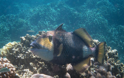 Bali: snorkeling at Menjangan Island