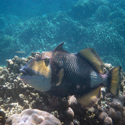 Bali: snorkeling at Menjangan Island