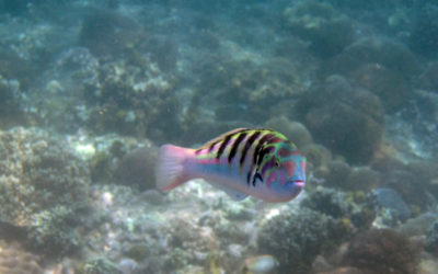 Candidasa: snorkeling at Gili Mimpang and Blue Lagoon