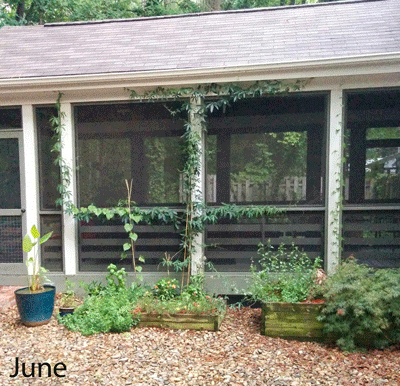 Memory Monday: a year in the garden