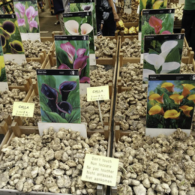 Netherlands 2015: Amsterdam flowers and art
