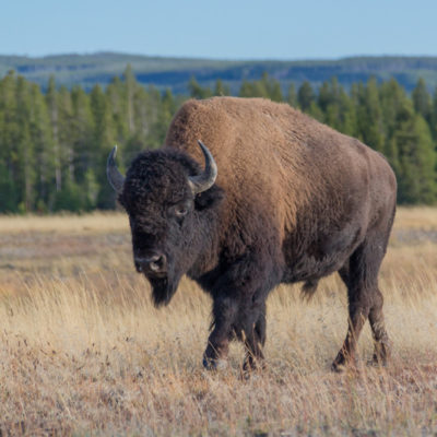 Wild West 2015: Yellowstone (Day 1)