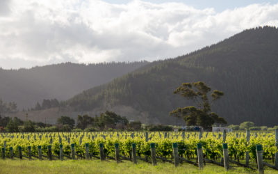 Marlborough: wine tasting, day 1